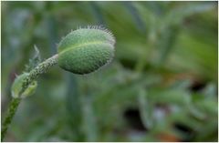 die nächste Blüte kommt