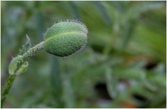 die nächste Blüte kommt