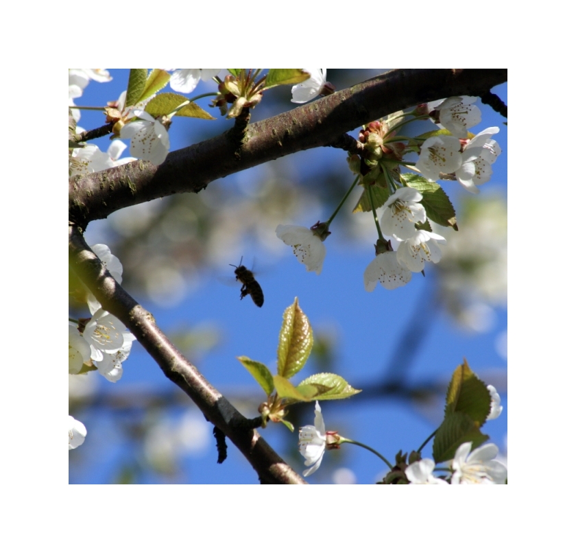 Die nächste Blüte wartet schon :)