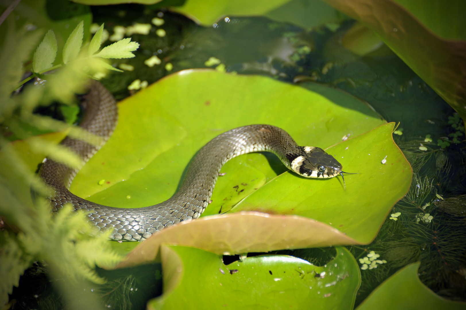 die nächste Runde Gartenteich Foto & Bild tierisch, natur, tiere