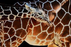 ... die Nähe der Mutter ...