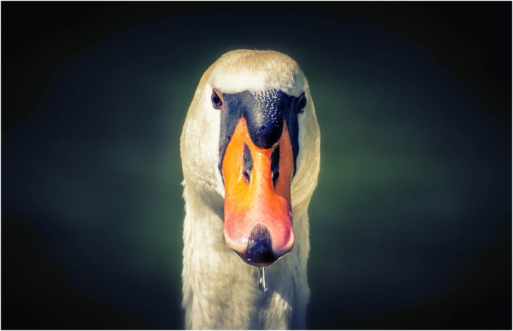 Die Nähe zum Schwan