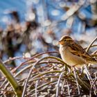 Die Nahrung wird knapper - Vogel035