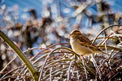 Die Nahrung wird knapper - Vogel035