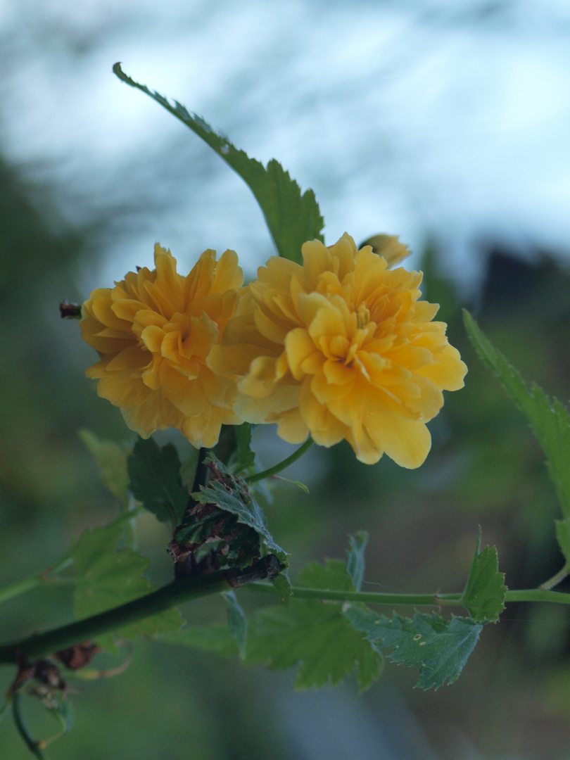 Die namenlose Blüte