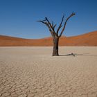 Die Namib