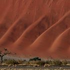 Die Namib