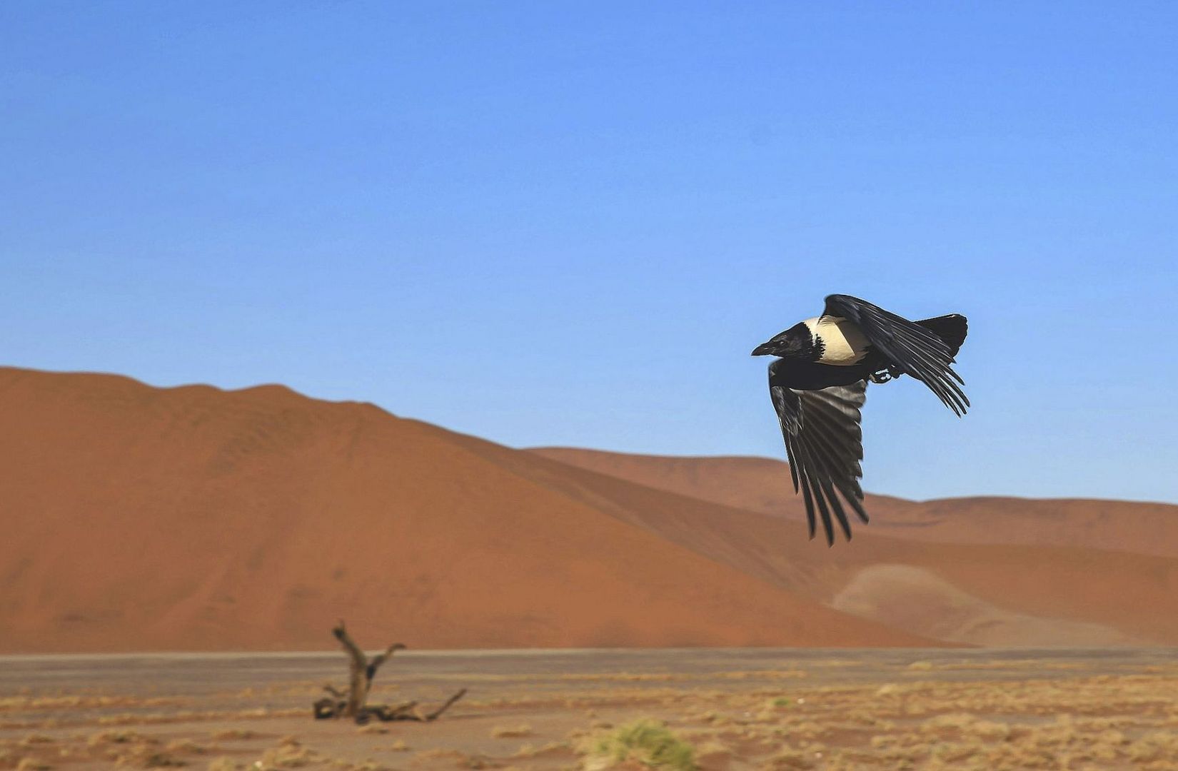 Die Namib lebt