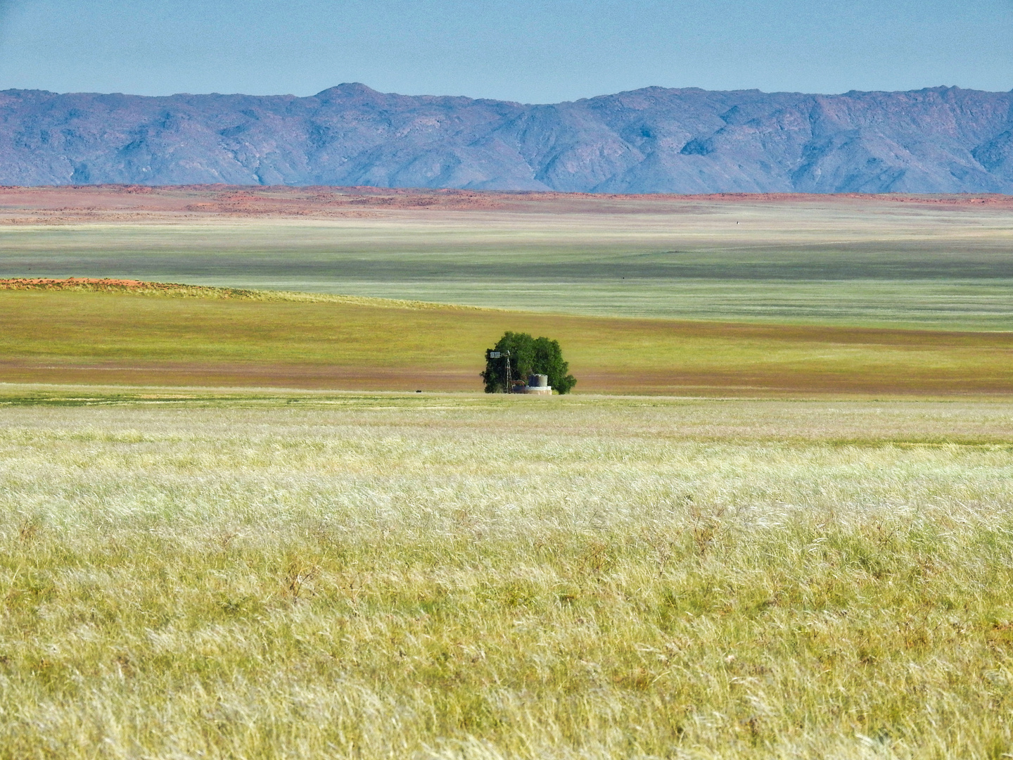 Die Namib nach dem Regen