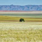 Die Namib nach dem Regen