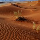 Die Namib ruft 2