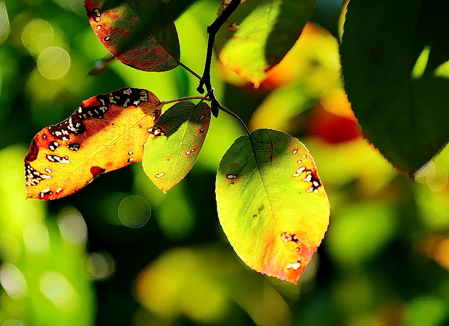 Die Narben des Lebens... Foto & Bild natur, motive Bilder auf