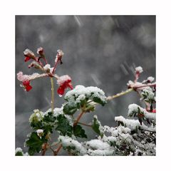 Die Narren erwachen und die Blumen sterben