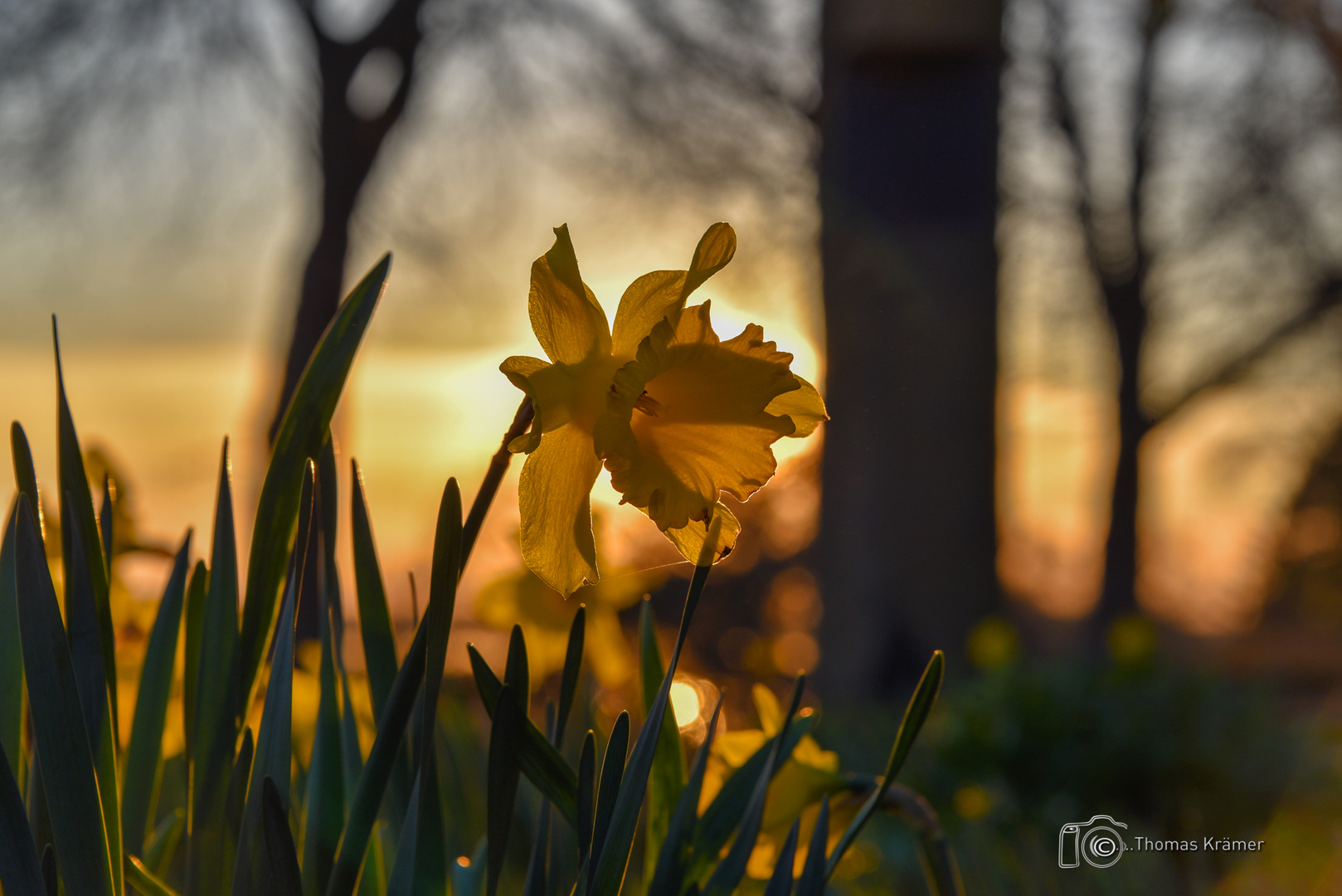 Die Narzisse im Sonnenbad -  D75_2722