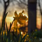 Die Narzisse im Sonnenbad -  D75_2722