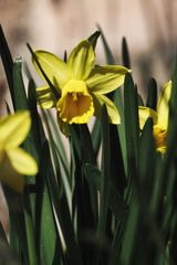 die Narzissen blühen ...