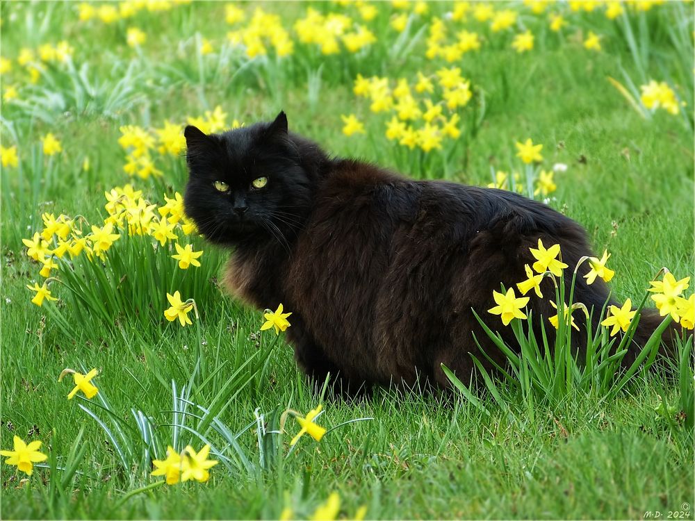 Die Narzissenblüte ...