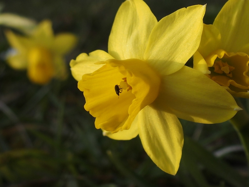 Die Narzissenblüten hier mit einem Besucher