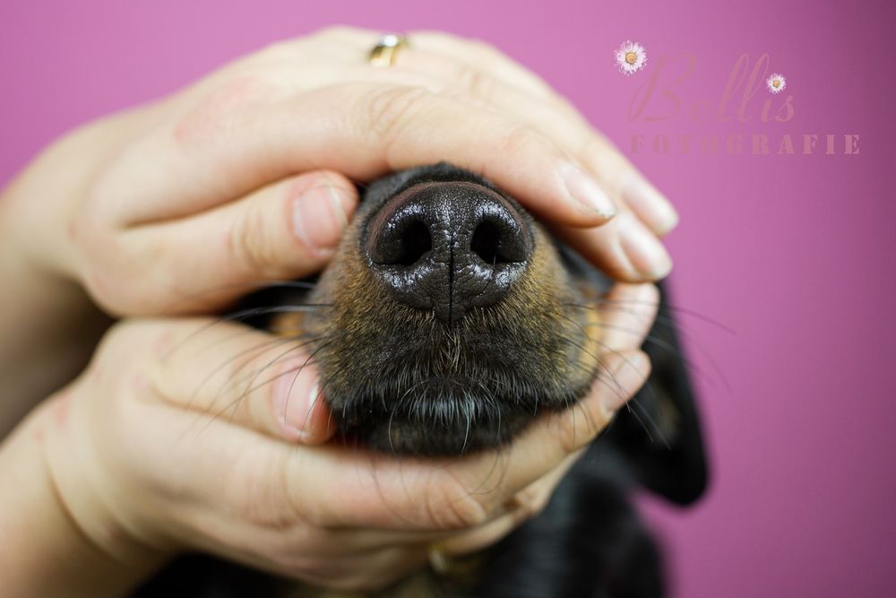 die Nase Foto & Bild tiere, haustiere, hunde Bilder auf