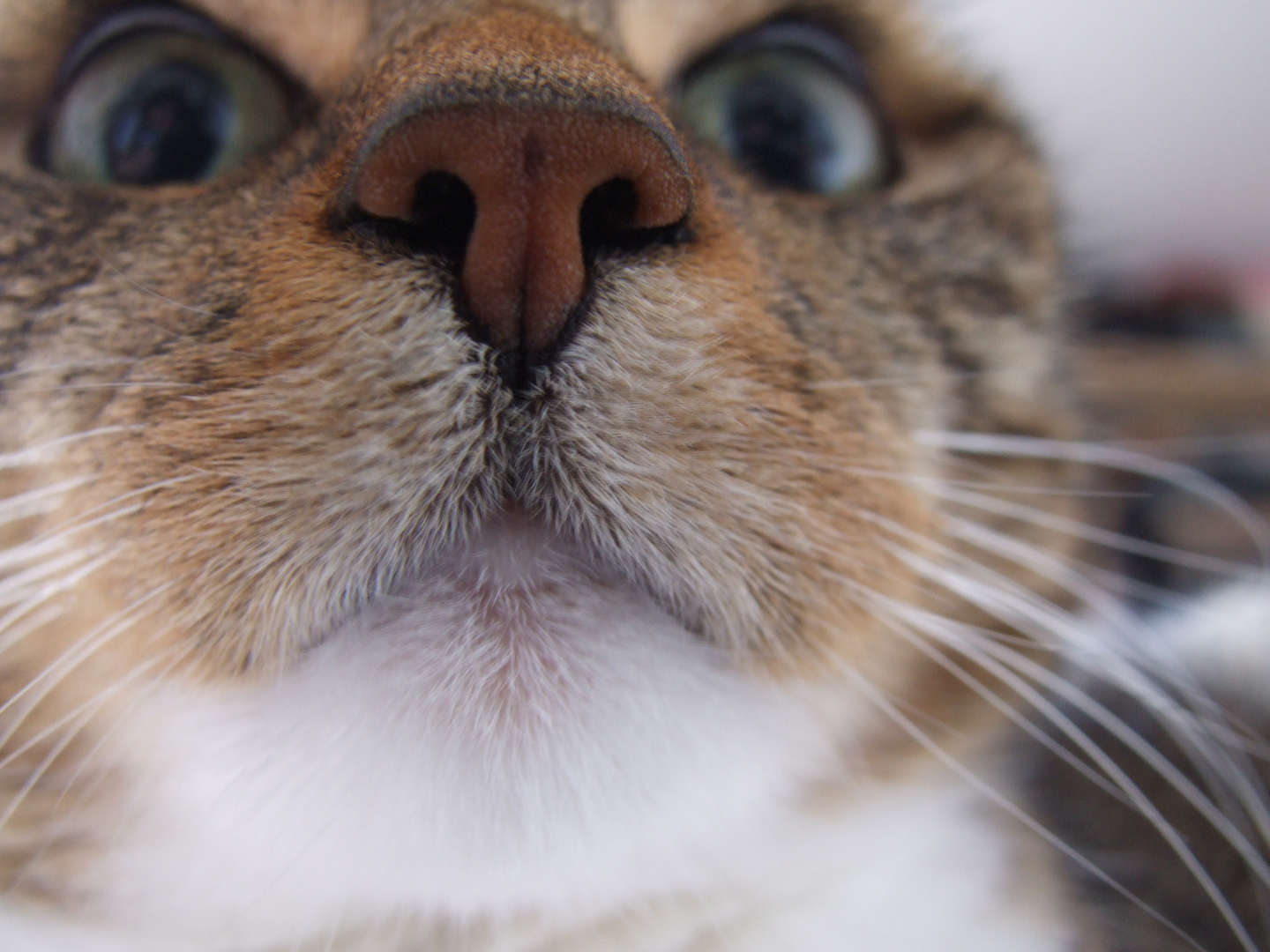 Die Nase der Katze Foto & Bild tiere, tierdetails, nahaufnahme Bilder auf