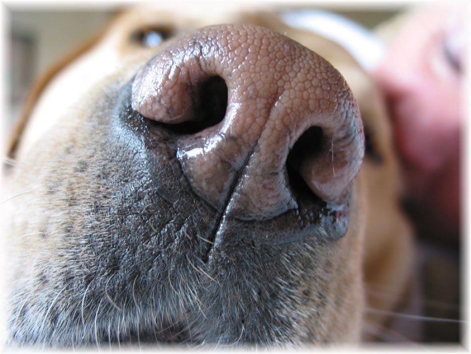 Die Nase des Hundes Foto & Bild tiere, haustiere, hunde Bilder auf