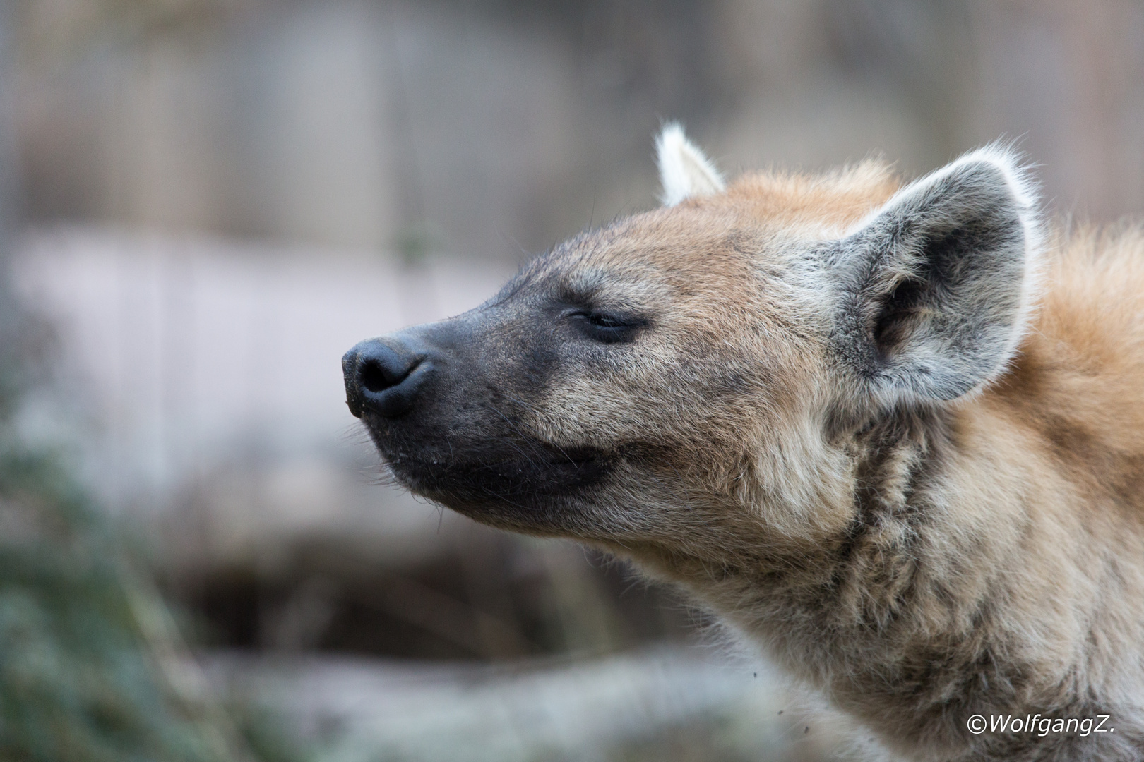 die Nase in den Wind halten