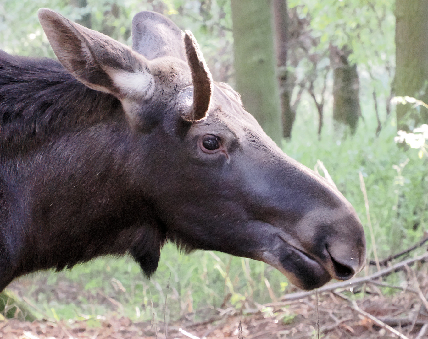 Die Nase ist das beste … 