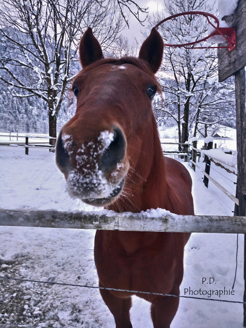 "...die Nase tief in den Schnee graben und dann sehe ich so aus".  :-)