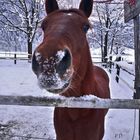 "...die Nase tief in den Schnee graben und dann sehe ich so aus".  :-)