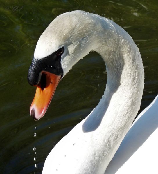 Die Nase tropft