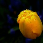 Die nasse Tulpe