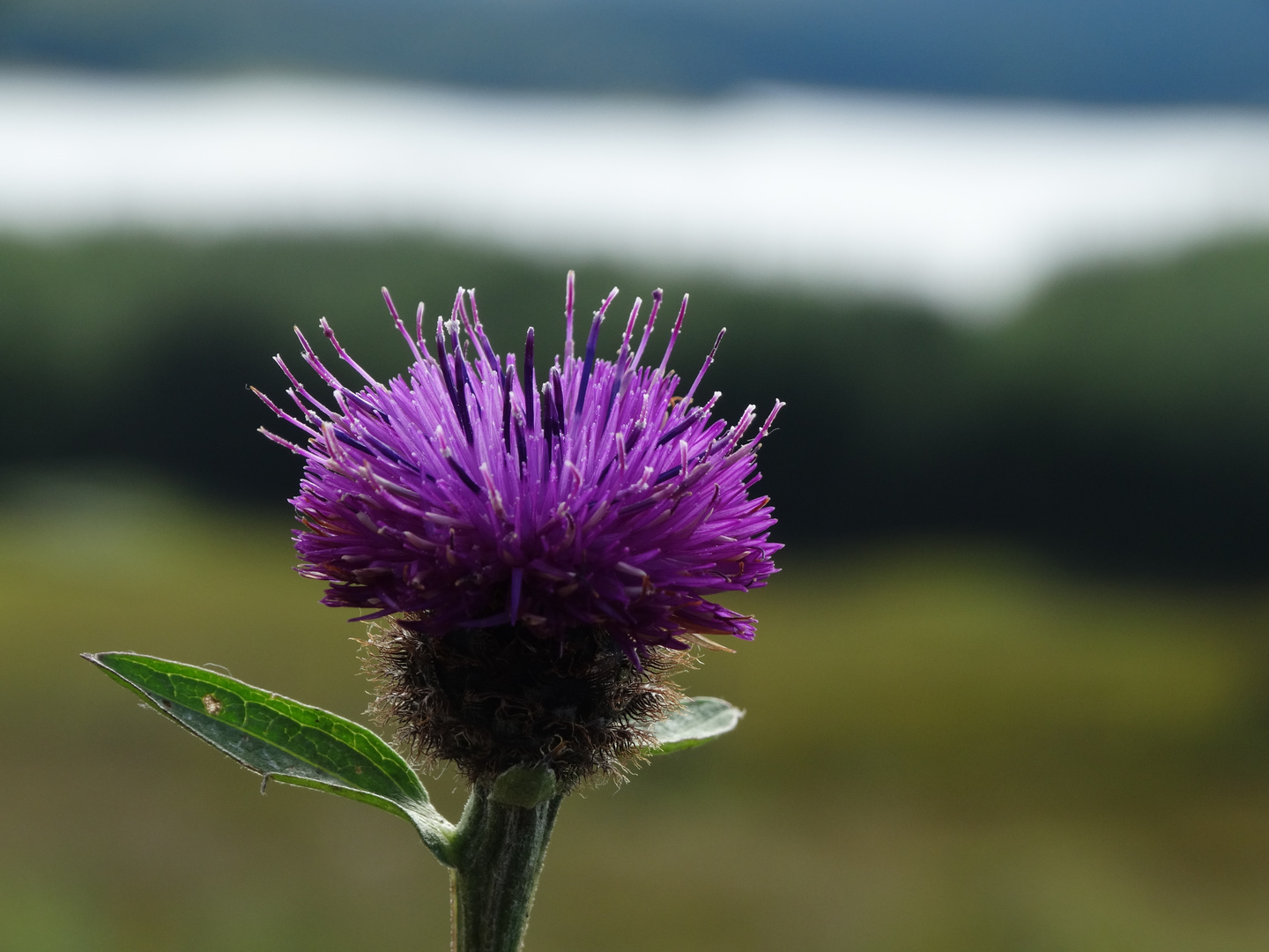 Die Nationalblume Schottlands