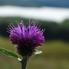 Die Nationalblume Schottlands