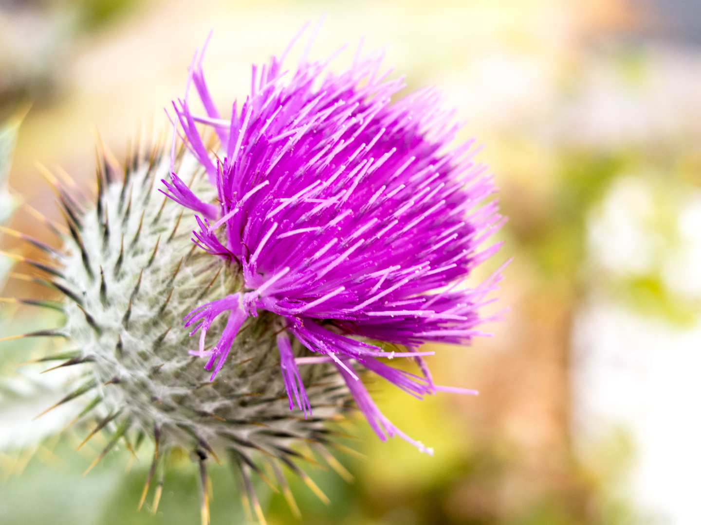 Die Nationalblume von Schottland (Onopordum Acanthium)