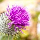 Die Nationalblume von Schottland (Onopordum Acanthium)