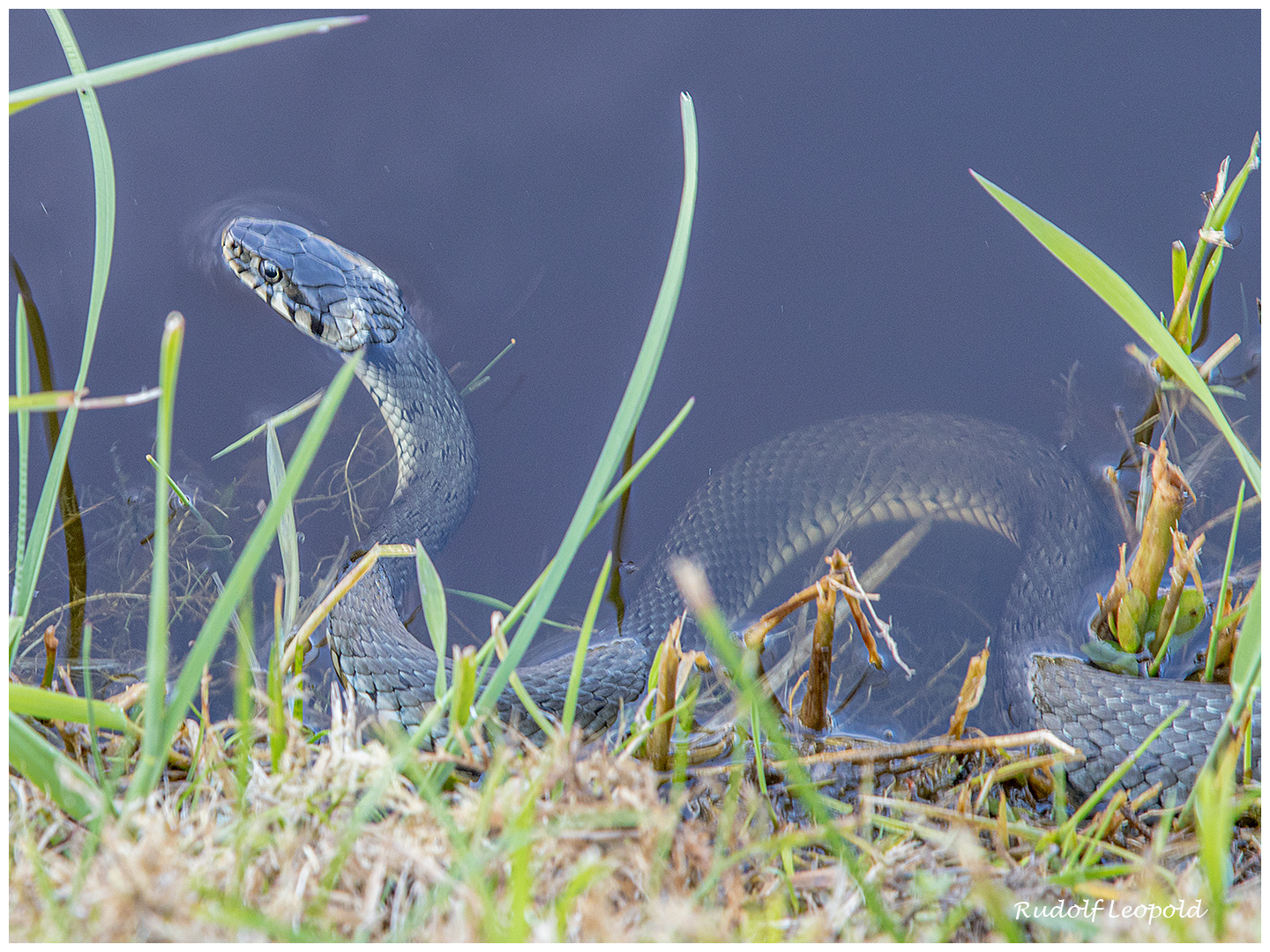 Die Natter im Teich Foto & Bild tiere, wildlife, amphibien