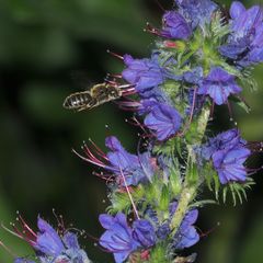 Die Natternkopf-Mauerbiene (Osmia adunca) ...