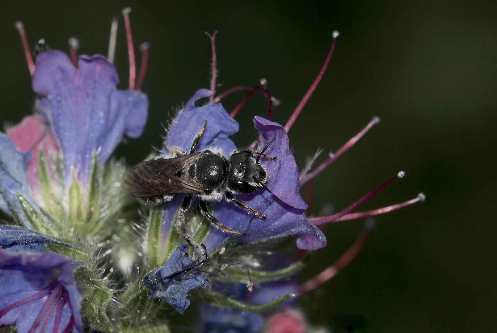 Die Natternkopf-Mauerbiene (Osmia adunca)