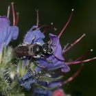 Die Natternkopf-Mauerbiene (Osmia adunca)