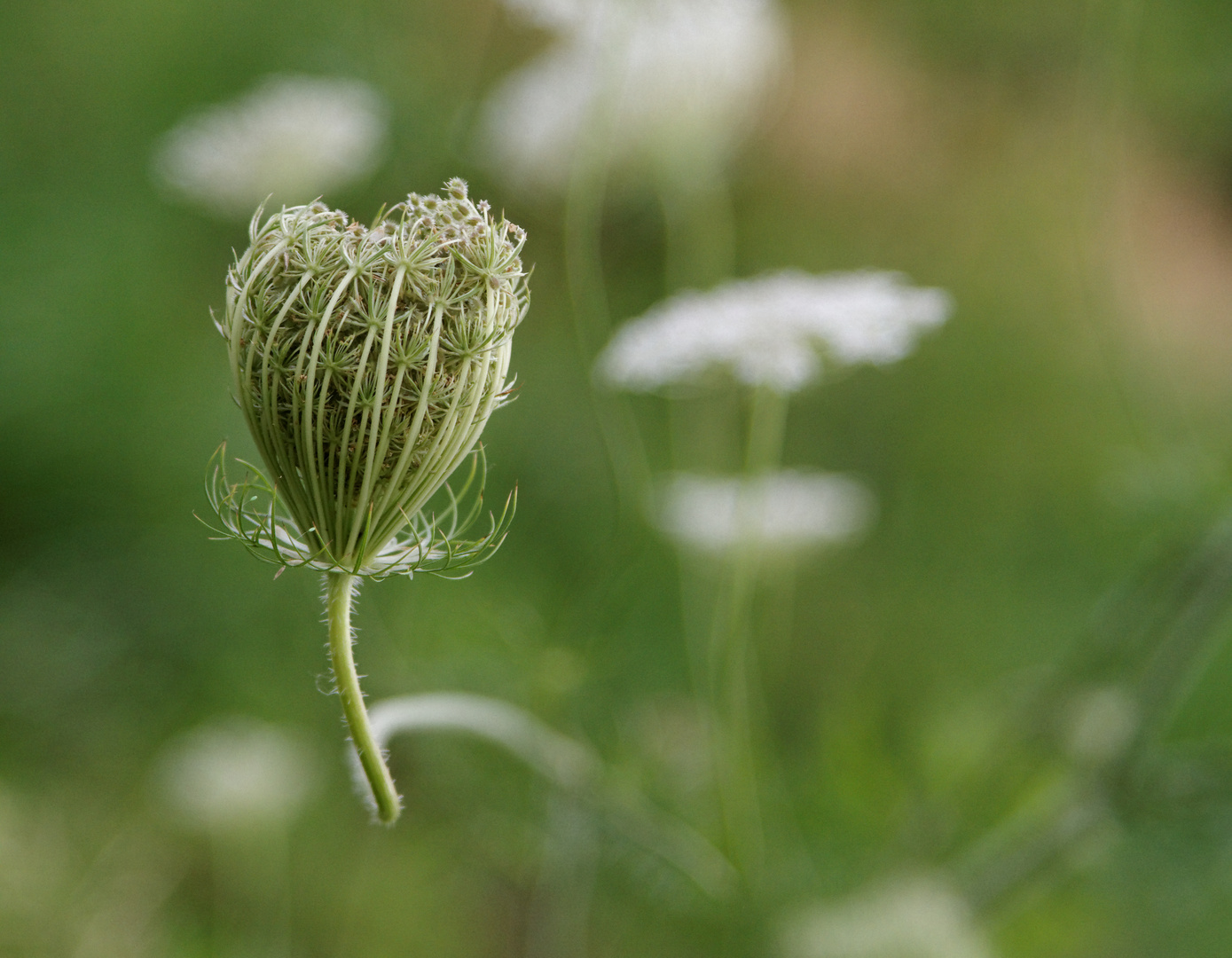 Die natürliche Wiese