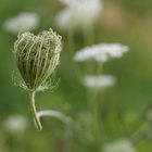 Die natürliche Wiese