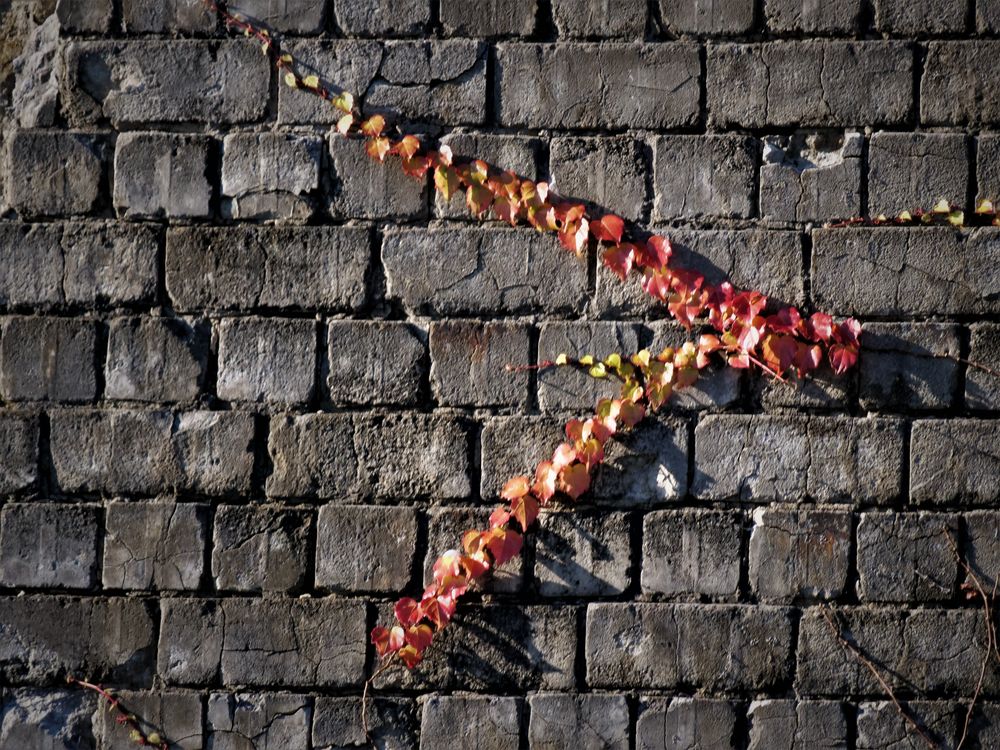 Die Natur Foto & Bild | natur, landschaft, pflanzen Bilder auf