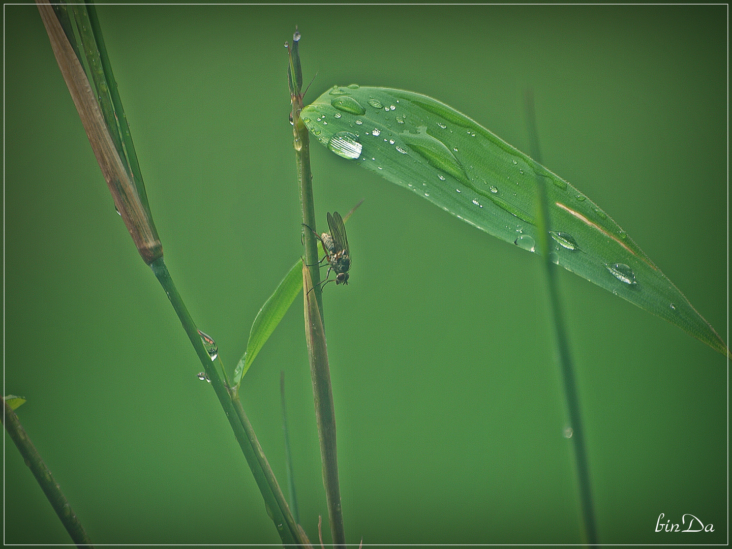 Die Natur