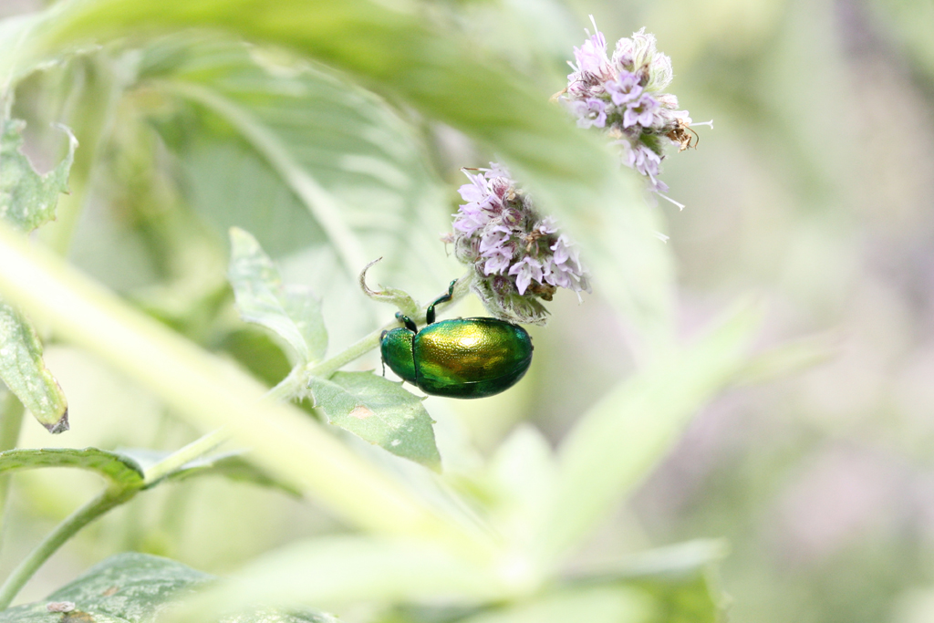 Die Natur