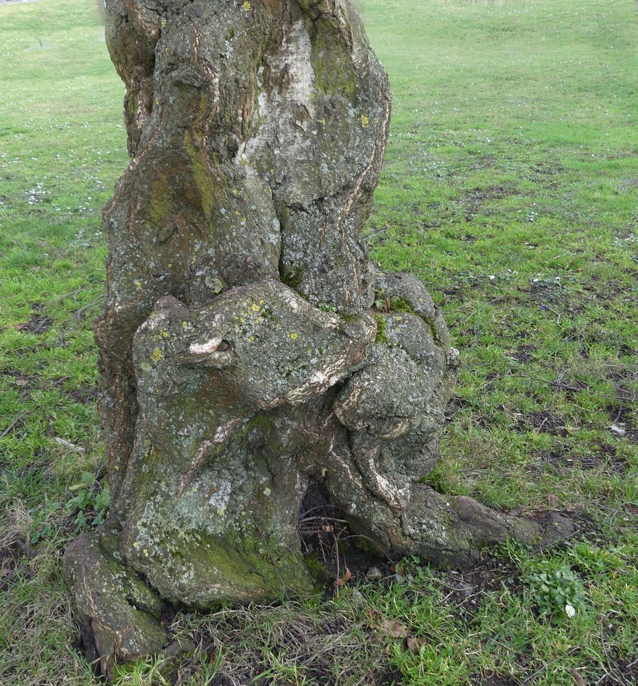 Die Natur als Künstler ... 