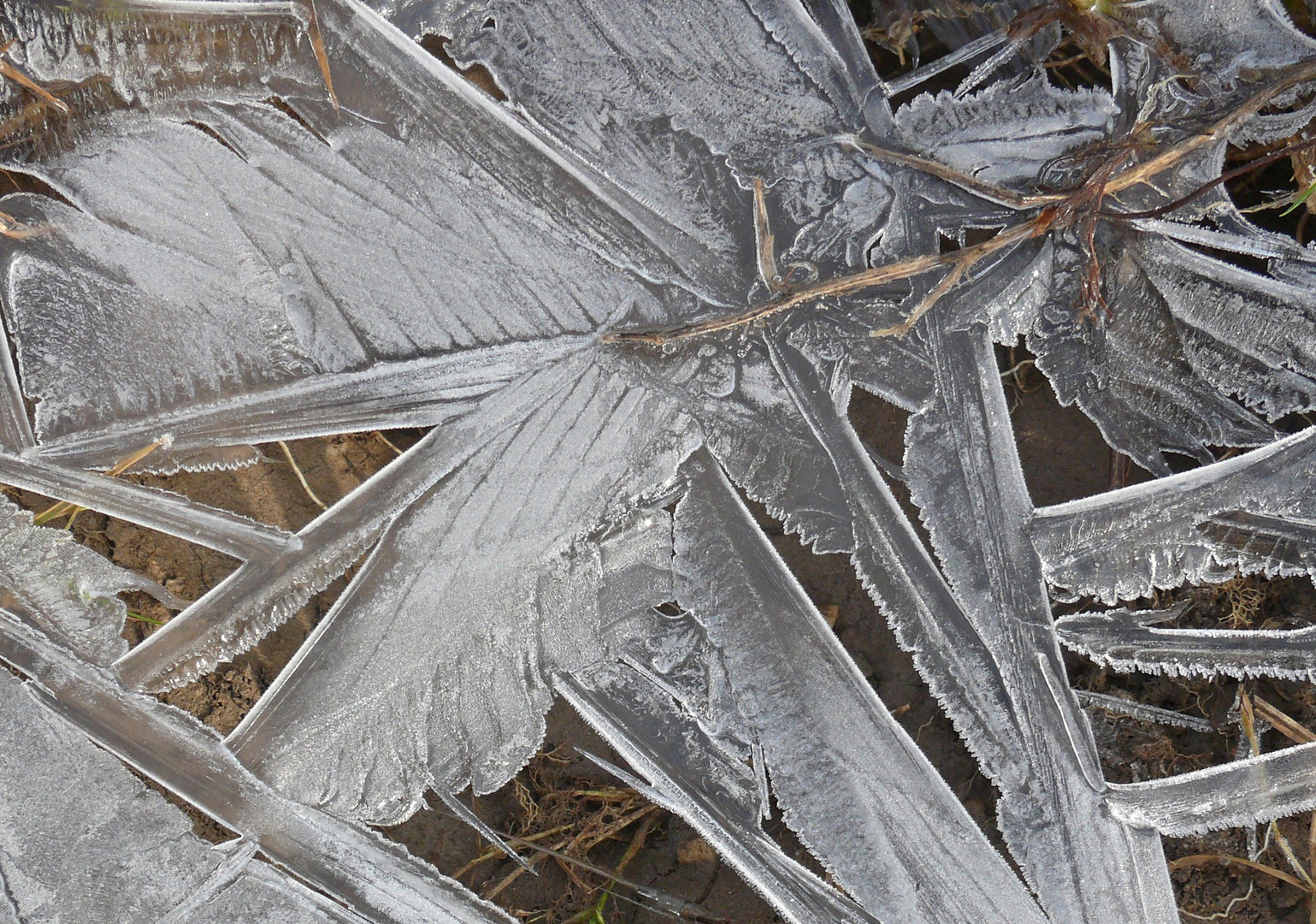 Die Natur als Künstler - Gefrorenes mit Kunstcharakter