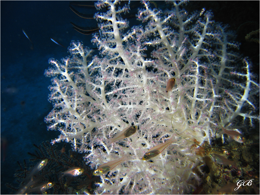 Die Natur als Künstlerin unter Wasser