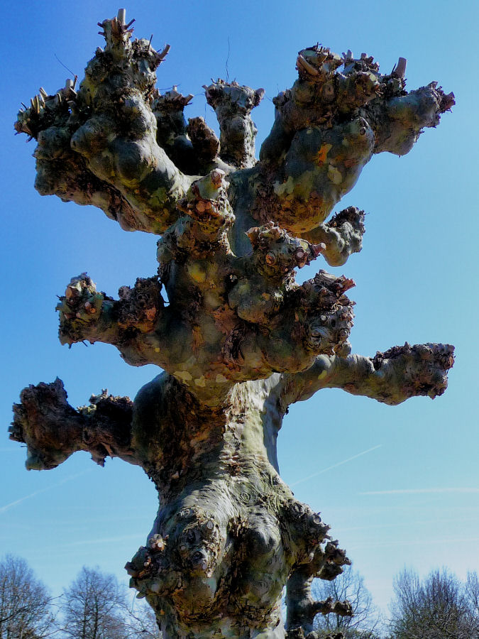 Die Natur als moderne Künstlerin im Keukenhof