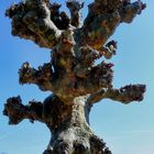 Die Natur als moderne Künstlerin im Keukenhof