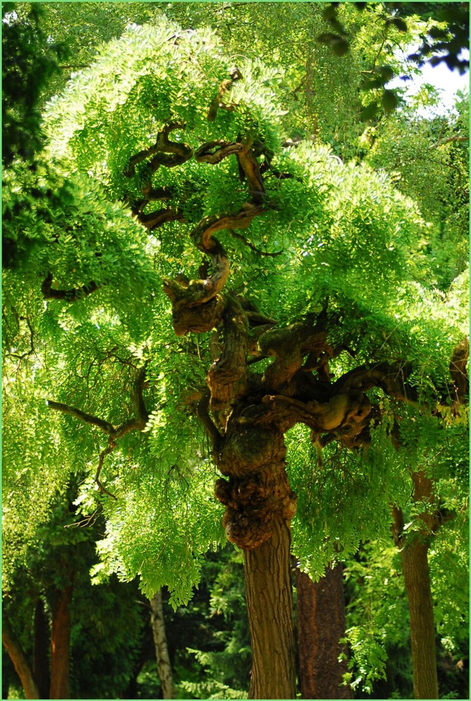 Die Natur als Schöpfer dieser Stammform